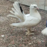 کبوتر خارجی دم چتری پاپر کاکلی