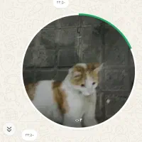 پیداشدن گربه خانگی