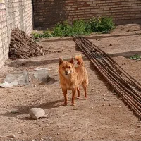 سگ پاکوتاه