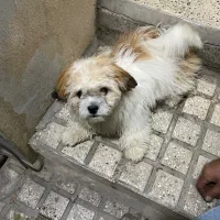 سگ شیتزو نر