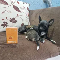 سگ شیواوا (شیهوا هوا)|سگ|رفسنجان, |دیوار