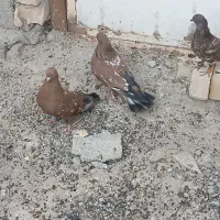 پرنده