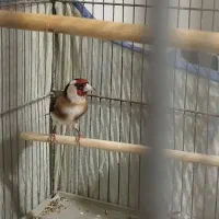 سره|پرنده|ری, اقدسیه|دیوار