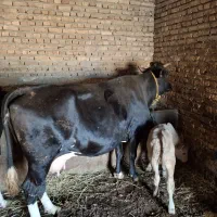 کاوشیری