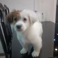 سگ نژاد پامرین اشپیدز 2ماهه