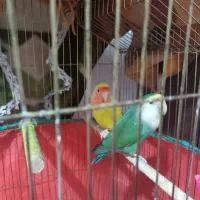 دوکوتوله|پرنده|قم, چهل درخت‎|دیوار