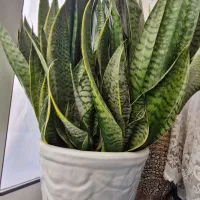 گل سانسوریا ابلق