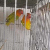 مولد عروس هلندی کو توله