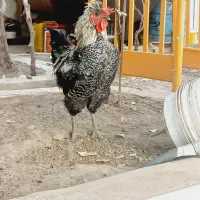 خروس
