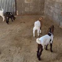 بز و بزغاله