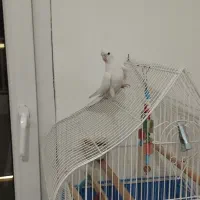 عروس هلندی آلبینو ماده