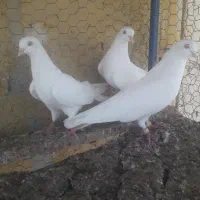 کبوتر|پرنده|بندر گناوه, |دیوار