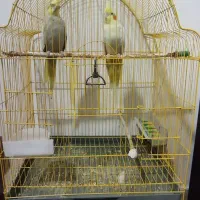 عروس هلندی و مرغ عشق|پرنده|بیرجند, |دیوار