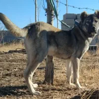 واگذاری توله سرابی