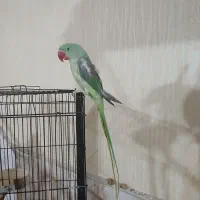 شاه طوطی سبز