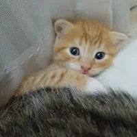 گربه|گربه|نیشابور, دارایی|دیوار