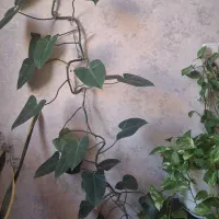 گل باگلدان سرامیکی|گل و گیاه طبیعی|بروجرد, |دیوار