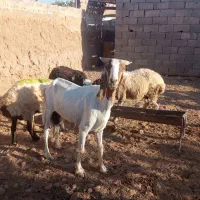 دو عدد بز نژاد گلابی