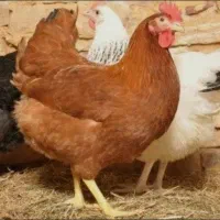 جوجه مرغ محلی