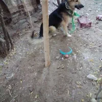 سگ ژرمن|سگ|درمیان, |دیوار