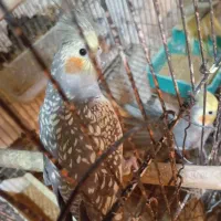 عروس هلندی سخنگو|پرنده|سنگر, |دیوار