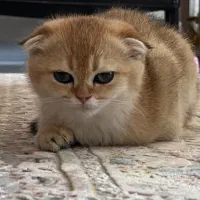 بچه گربه اسکاتیش|گربه|تهران, پاسداران|دیوار