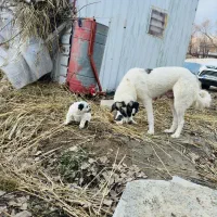 سگ ماده|سگ|صومای برادوست, |دیوار