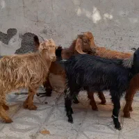 بزغاله ماده ۴راس قیمت همه باهم فقط|حیوانات مزرعه|مشهد, شهید قربانی|دیوار