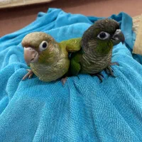طوطی گیرینچیک