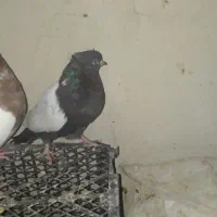 کبوتر سینه ای|پرنده|رامهرمز, |دیوار
