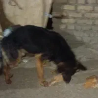 سگ ژرمن|سگ|پردیس, فاز ۶|دیوار