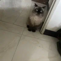 گریه پرشین هیمالین نر