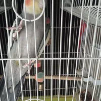 عروس هلندی نر بالغ|پرنده|پاکدشت, پاکدشت (مامازند)|دیوار