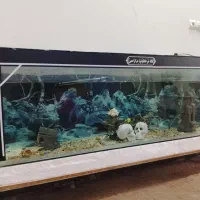 آکواریوم بزرگ دو متری با ماهی