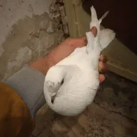 کبوتر|پرنده|فارسان, |دیوار