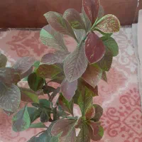 گل طبیعی|گل و گیاه طبیعی|دهلران, |دیوار