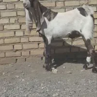 نربز گلابی یک ساله درجه یک