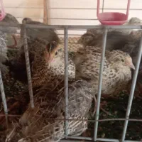 جوجه بلدرچین ۲۵ روزه