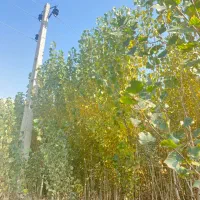 فروش نهال صنوبر