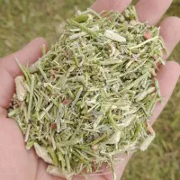 جایگزین یونجه (خارشتر)
