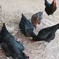 مرغ محلی+ نیمچه خروس گلین|حیوانات مزرعه|رامیان, |دیوار