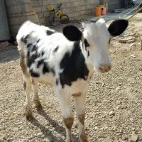 گوساله سمینتال|حیوانات مزرعه|بجنورد, |دیوار