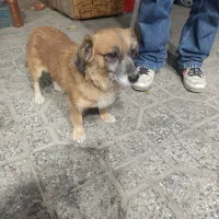 گم شده ...پیدا شده پیش منه|سگ|همدان, |دیوار