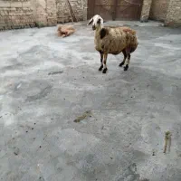 گوسفند|حیوانات مزرعه|بروجرد, |دیوار