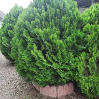 درخت کارج|گل و گیاه طبیعی|ماسال, |دیوار