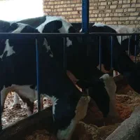 گاو شیری گوساله سمینتال شیری