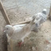 کفتر سار طوقی|پرنده|مشهد, سجادیه|دیوار