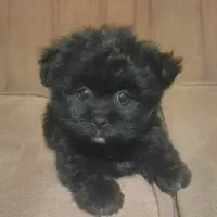 توله نژاد شیرانین