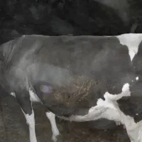 با سلام  یک عدد گاو سیمینتال‌اصل