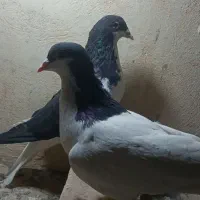 کبوتر. رنگی آس در حد